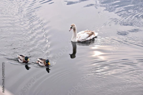 Obraz swan with ducks 