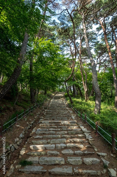 Fototapeta 숲속의 계단