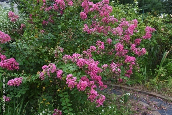 Fototapeta The bark of Crepe myrtle is smooth, and bright red, pink and white flowers bloom in the summer.