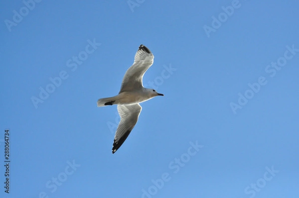 Obraz Seagull fly on blue sky