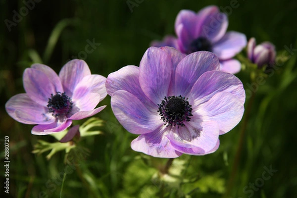 Obraz purple anemone spring flowers