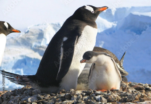 Obraz Gentoo Penguin & Chick