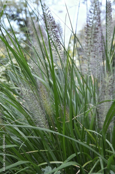 Obraz green grass in the field