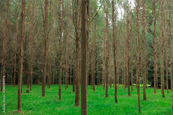 Fototapeta tree stand in dog park 