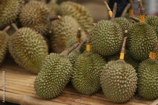 Obraz a durian fruit cactus green food