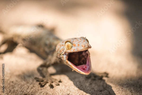 Obraz Wild gecko open mouth