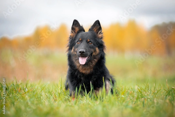 Fototapeta Dog breed Hod dog, Bohemian shepherd, autumn lies in the grass behind the trees and colors of autumn