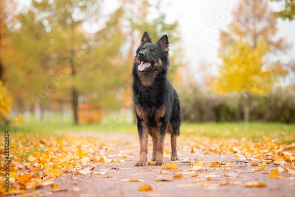 Fototapeta Dog breed Chodsko dog, Bohemian shepherd, standing on a footpath in autumn background autumn the bright colors and the trees