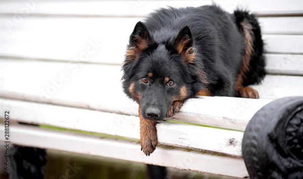 Fototapeta Dog breed Chodsko dog, Bohemian shepherd, is lying on the bench in autumn, expressive looks to the side