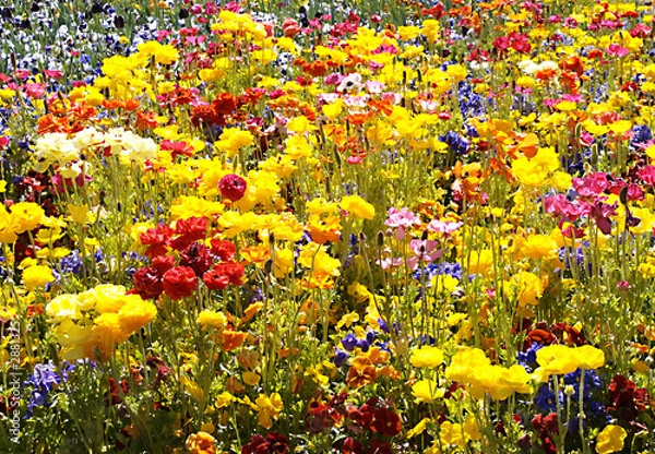 Fototapeta spring bulbs