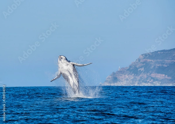 Obraz Humpback Whale Breaching