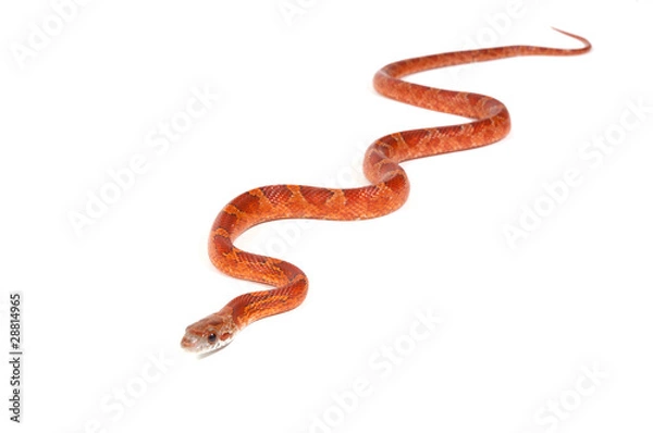 Fototapeta Snake slithering in front of white background, studio shot (Pant