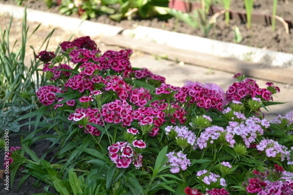 Obraz Divine Beauty Flower Carnation Turkish