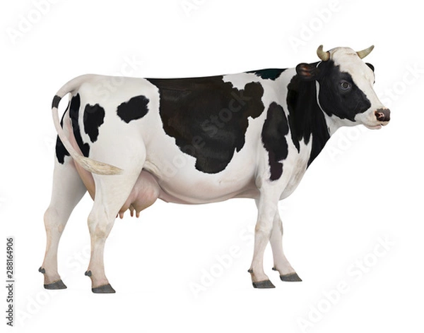 Fototapeta Cow Isolated