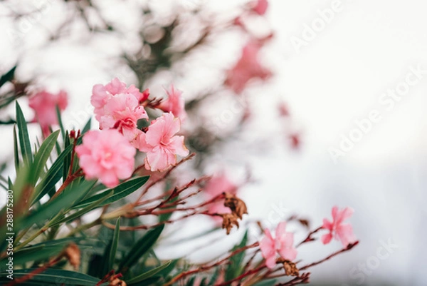 Obraz pink flowers on tree