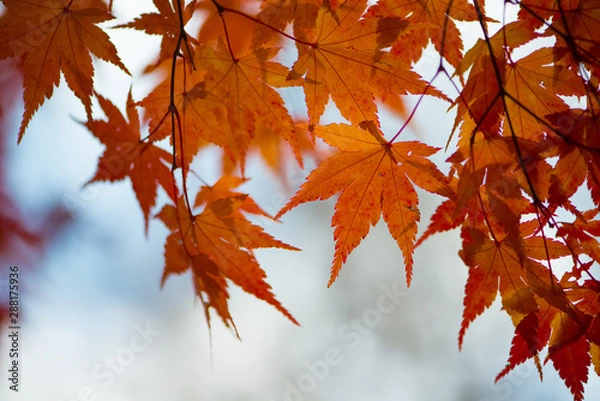 Fototapeta Red maple leaves in autumm season