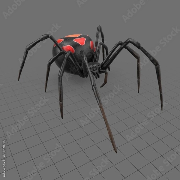 Obraz Black widow spider