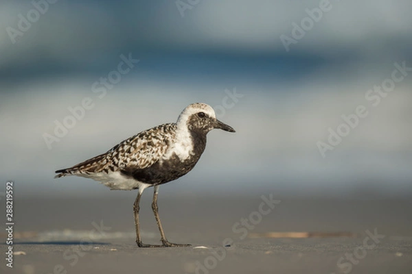 Obraz A breeding plumage Black-bellied Plover stands on a sandy beach in soft sunlight with a smooth background.
