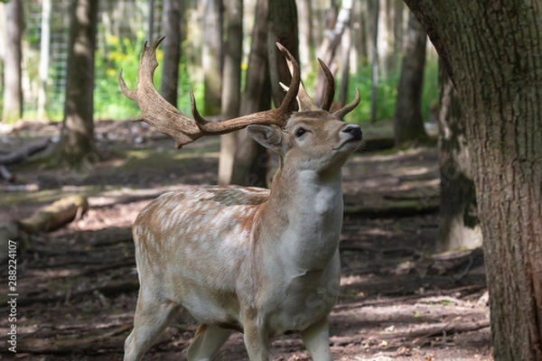 Fototapeta The fallow deer (Dama dama) .This deer is native species to Europe.Fallow deer  has a great variability of color from very dark to white