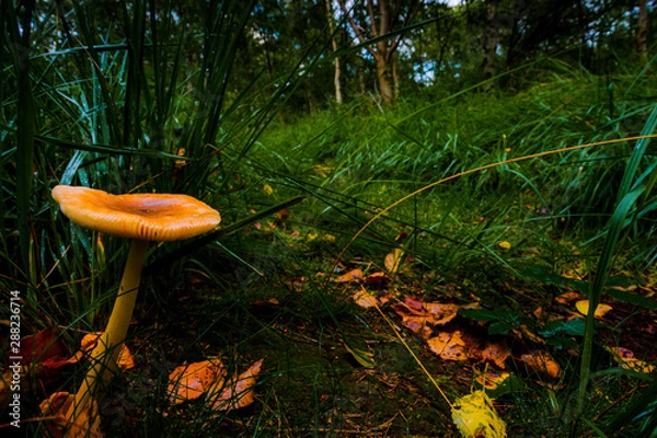 Obraz Herbst in der Marsch