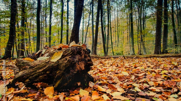 Obraz Herbstlaub im Wald