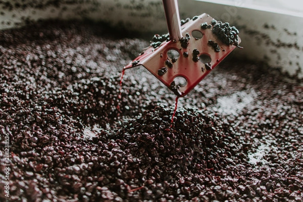 Fototapeta winemaker harvest punchdown tool with red grapes