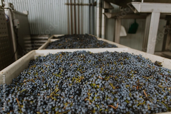 Fototapeta grapes in bins waiting to be dumped for sorting, just in from vineyard