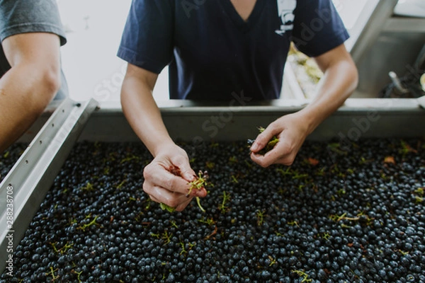 Fototapeta red grapes for wine being hand sorted for stems by female