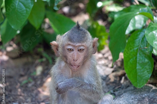 Fototapeta 可愛いサル