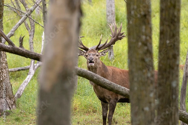 Fototapeta European red deer (Cervus elaphus) during rut.This species is fourth  the largest deer species