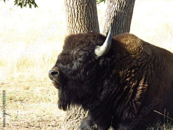 Obraz Colorado Greatest