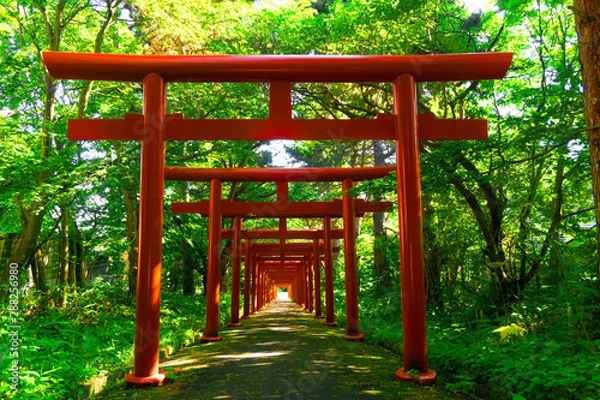 Obraz 森の中の鳥居