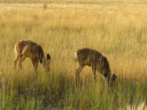 Obraz Fawns Feeding