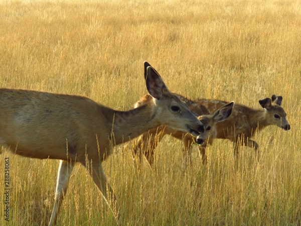 Obraz Mom funny ears And Me