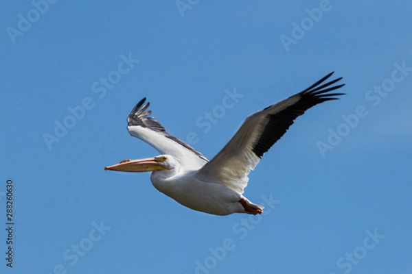 Fototapeta pelican in flight