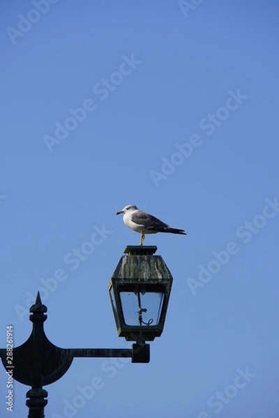 Obraz 街燈とかもめ