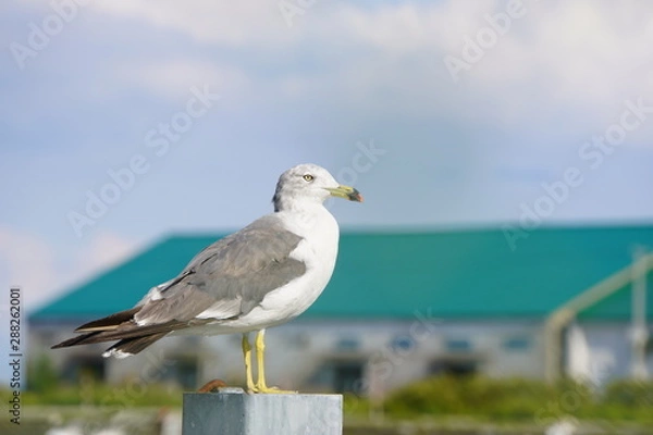 Obraz 港のかもめ