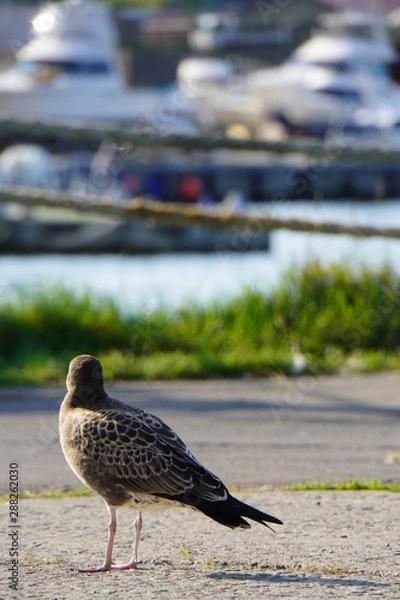 Obraz 茶色いかもめ