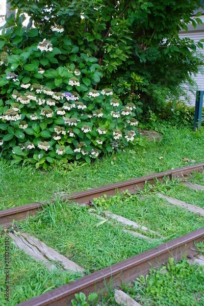 Obraz 線路と紫陽花