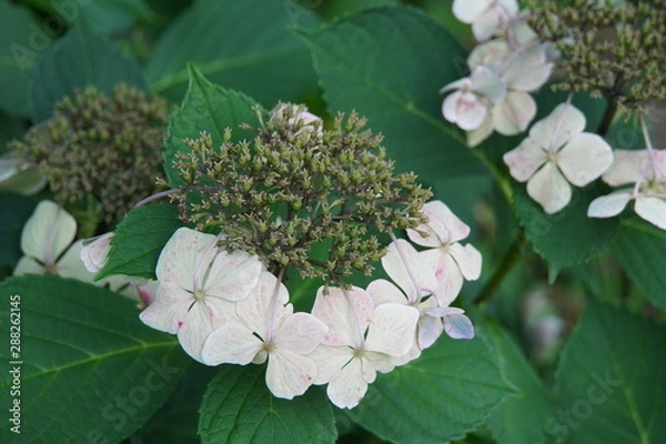 Obraz 晩夏の紫陽花