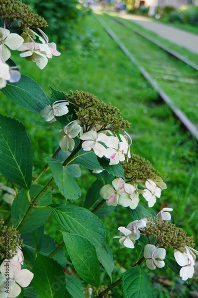Fototapeta 紫陽花と線路
