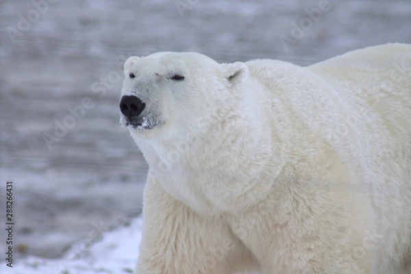 Obraz Polar Bear