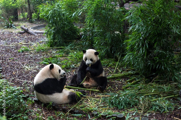 Obraz giant panda eating bamboo