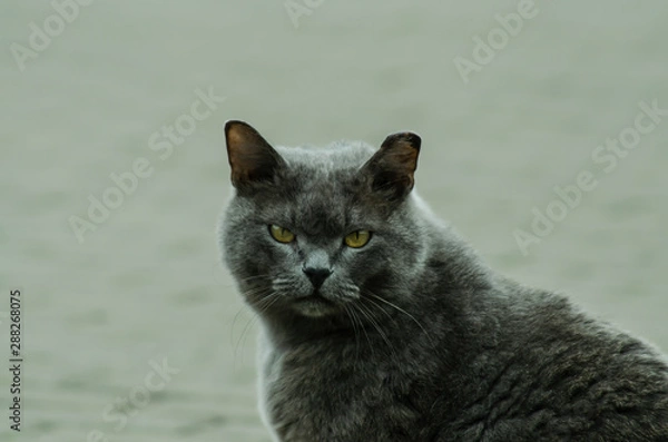 Fototapeta portrait of a grey cat