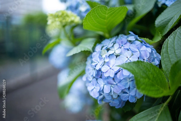 Fototapeta 薄水色の紫陽花