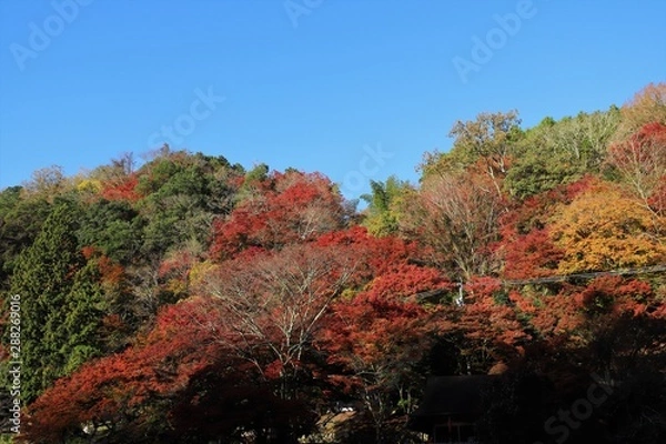 Obraz 香嵐渓の紅葉