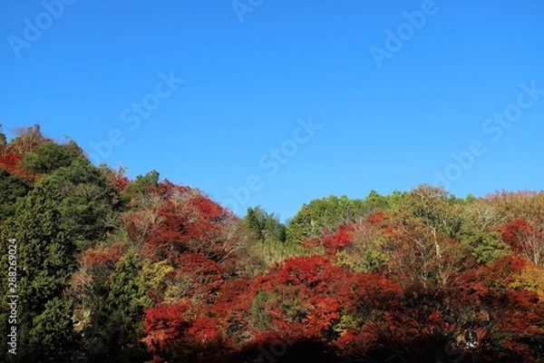 Fototapeta 香嵐渓の紅葉