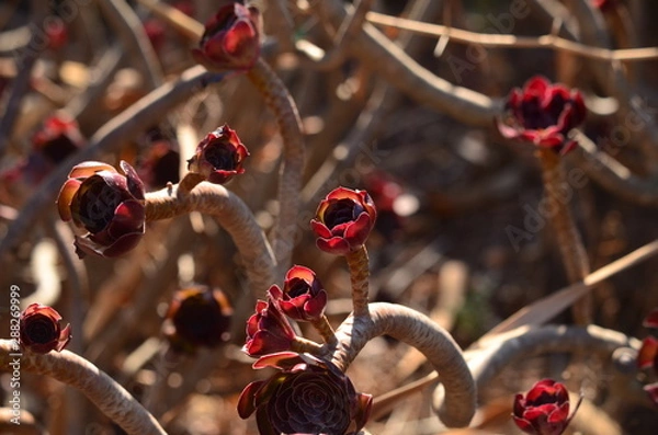 Obraz red stone roses on a white background