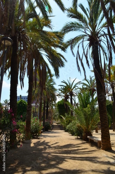 Fototapeta palm trees in the park