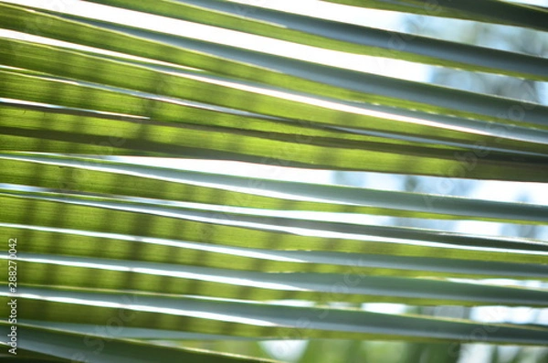 Fototapeta palm leaves background